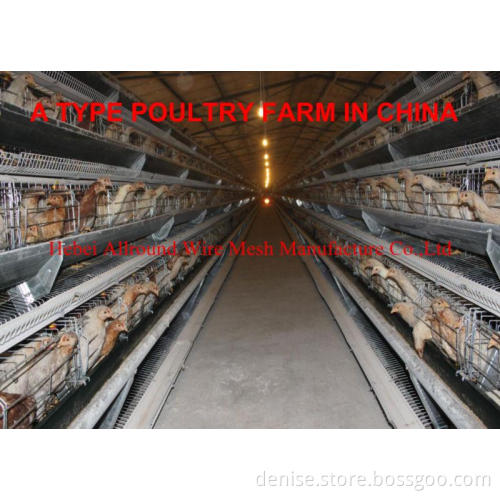 Battery pullet rearing cage